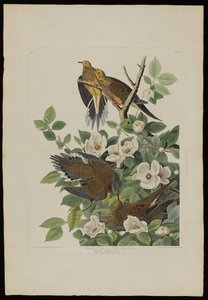 Carolina Pigeon nebo Turtle Dove, z Birds of America, vyryl Robert Havell (1793-1878) od John James after Audubon