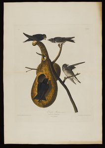 Purple Martin, z Birds of America, vyryl Robert Havell (1793-1878)