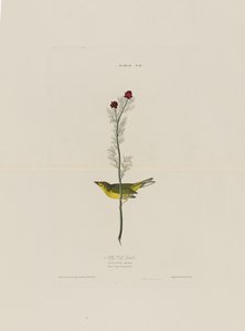 Selbys Fly Catcher, z Birds of America, vyryl Robert Havell (1793-1878)