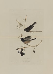 Snow Bird, z Birds of America, vyryl Robert Havell (1793-1878)