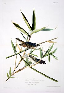 Solitary Flycatcher, od Birds of America, vyryl Robert Havell (1793-1878)