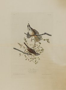 Song Sparrow, z Birds of America, vyryl Robert Havell (1793-1878)
