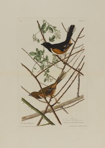 Towhe Bunting, z Birds of America, vyryl Robert Havell (1793-1878) od John James after Audubon