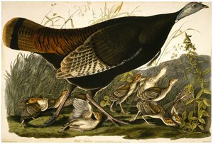Wild Turkey, vyryto Williamem Home Lizarsem (1788-1859) kolem 1827-32 (ručně kolorovaná akvatinta na tkaném papíře)