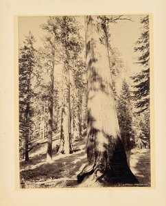 Velké stromy, Mariposa, Kalifornie od John K. Hillers