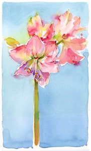 Amaryllis s aqua pozadím, 2015, (akvarel) od John Keeling