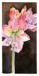 Amaryllis s hnědým pozadím, 2015, (akvarel) od John Keeling