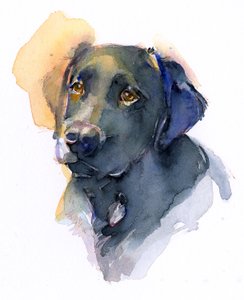 Black Lab, 2017, (akvarel)