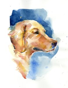 Zlatý retrívr, 2015, (akvarel)