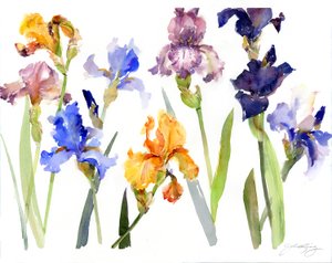 Iris, 2014, (akvarel) od John Keeling