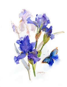 Iris s modrým motýlem, 2016, (akvarel) od John Keeling