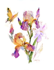 Iris se žlutým motýlem, 2016, (akvarel)
