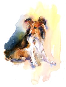 Portrét sheltie, 2015, (akvarel)