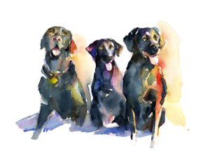Three Black Labs, 2015, (akvarel)