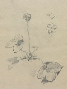 Anemone od John La Farge