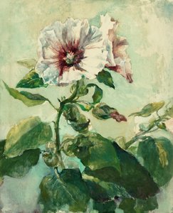 Studie růžových cesmín ve slunečním světle, z časopisu Nature od John La Farge