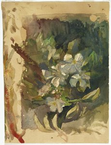 Apple Blossoms in Sunlight (wc na papíře)