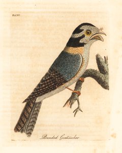 Puštík australský, Aegotheles cristatus nebo žabinec hnědožlutý, Podargus strigoides? (Kozlík páskovaný, Caprimulgus vittatus.) Ručně kolorovaný mědiryt nakreslený a rytý Johnem Lathamem z jeho vlastní Obecná historie ptáků, Winchester od John Latham