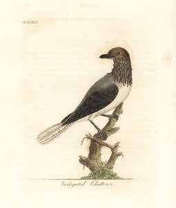 Zvonek vousatý, Procnias averano (klábosec pestrý, Ampelis variegata). Ručně kolorovaný mědirytin nakreslený a vyrytý Johnem Lathamem z jeho vlastní A General History of Birds, Winchester od John Latham