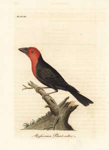 Barbet černozobý, Lybius guifsobalito (habešský řezač rostlin, Loxia tridactyla). Ručně kolorovaný mědirytin nakreslený a vyrytý Johnem Lathamem z jeho vlastní A General History of Birds, Winchester od John Latham