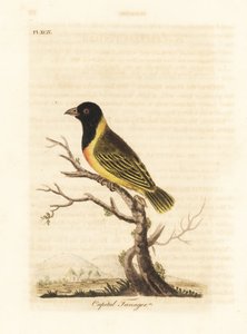 Snovač černohlavý, Ploceus melanocephalus capitalis (Tanager capitalis, Tanagra capitalis). Ručně kolorovaný mědirytin nakreslený a vyrytý Johnem Lathamem z jeho vlastní A General History of Birds, Winchester od John Latham