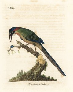 Momotus modrokorunný, Momotus momota (motmot brazilský, Momotus brasiliensis). Ručně kolorovaný mědirytin nakreslený a vyrytý Johnem Lathamem z jeho vlastní A General History of Birds, Winchester