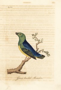 Chlorophonia cyanea (Manakin zelenohlavý, původem z Jižní Ameriky). Ručně kolorovaný mědirytin nakreslený a vyrytý Johnem Lathamem z jeho vlastní A General History of Birds, Winchester od John Latham