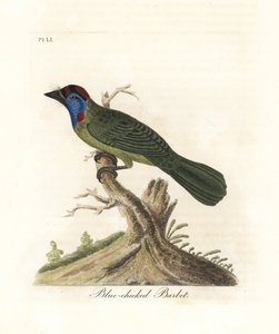 Barbet modrohrdlý nebo horský, Psilopogon asiaticus. (Barbet modrý, Trogon asiaticus). Ručně kolorovaný mědirytin nakreslený a vyrytý Johnem Lathamem z jeho vlastní A General History of Birds, Winchester od John Latham