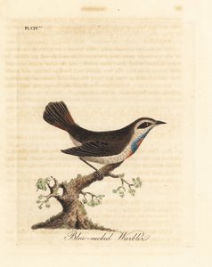 Bluethroat, Luscinia svecica (pěnice modrokrká, také známá jako gunpigera, neelkunthee, gunpedrab v Indii). Ručně kolorovaný mědiryt nakreslený a rytý Johnem Lathamem z jeho vlastní A General History of Birds, Winchester od John Latham