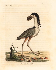 Volavka člunozobá, Cochlearius cochlearius (člun chocholatý nebo cinereous, Cancroma cochlearia). Ručně kolorovaný mědirytin nakreslený a vyrytý Johnem Lathamem z jeho vlastní A General History of Birds, Winchester od John Latham