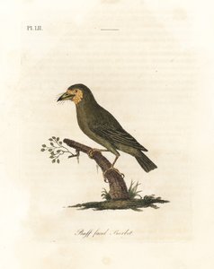 Barbet s hnědou hlavou, Megalaima zeylanica? (Buff-faced barbet, Bucco lathami). Z exempláře označeného Megalaima lathami v Britském muzeu. Ručně kolorovaný mědirytin nakreslený a vyrytý Johnem Lathamem z jeho vlastní A General History of Birds, Winchester od John Latham