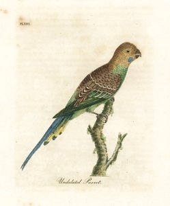 Andulka, Melopsittacus undulatus (Papoušek vlnitý, Psittacus undulatus). Ručně kolorovaný mědiryt nakreslený a rytý Johnem Lathamem z jeho vlastní A General History of Birds, Winchester od John Latham