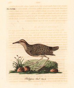 Buff-banded rail, Gallirallus philippensis (Filipine rail, Rallus philippensis). Ručně kolorovaný mědirytin nakreslený a vyrytý Johnem Lathamem z jeho vlastní A General History of Birds, Winchester od John Latham