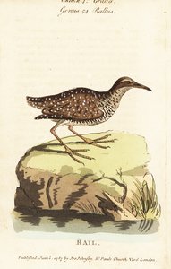 Buff-banded rail, Gallirallus philippensis od John Latham