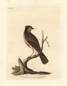 Červenka obecná, Carduelis flammea (pěnkava karmínová, Fringilla flammea). Ručně kolorovaný mědiryt nakreslený a rytý Johnem Lathamem z jeho vlastní A General History of Birds, Winchester od John Latham