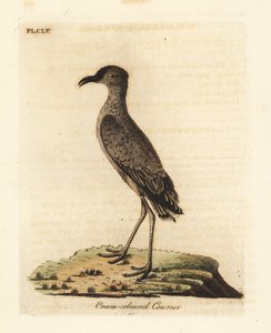 Cream-barevný kurser, kurzor Cursorius (Cursorius Europaeus). Ručně kolorovaný mědirytin nakreslený a vyrytý Johnem Lathamem z jeho vlastní A General History of Birds, Winchester od John Latham