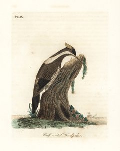 Datel karmínový, Campephilus melanoleucos (datel chocholatý, Picus melanoleucus). Na základě kůže v Leverian muzeu. Ručně kolorovaný mědirytin nakreslený a vyrytý Johnem Lathamem z jeho vlastní A General History of Birds, Winchester od John Latham