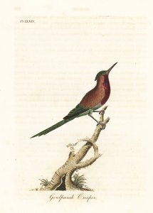 Slunečnice karmínová, Aethopyga siparaja seheriae (liána Goulpourah). Ručně kolorovaný mědiryt nakreslený a rytý Johnem Lathamem z jeho vlastní A General History of Birds, Winchester od John Latham