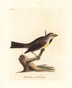 Dickcissel, Spiza americana (strnad černohrdlý, Emberiza americana). Ručně kolorovaný mědiryt nakreslený a rytý Johnem Lathamem z jeho vlastní A General History of Birds, Winchester od John Latham