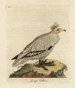 Sup egyptský, Neophron percnopterus ginginianus.1824 (rytina) od John Latham