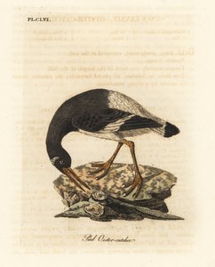 Ústřičník říční, Haematopus ostralegus. Ručně kolorovaný mědirytin nakreslený a vyrytý Johnem Lathamem z jeho vlastní A General History of Birds, Winchester od John Latham