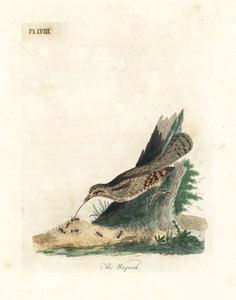 Ryzák evropský, Jynx torquilla (Junx torquilla). Ručně kolorovaný mědiryt nakreslený a rytý Johnem Lathamem z jeho vlastní A General History of Birds, Winchester od John Latham
