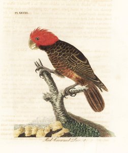 Gang-gang kakadu, Callocephalon fimbriatum (papoušek červenokorunný, Psittacus galeatus). Ručně kolorovaný mědirytin nakreslený a vyrytý Johnem Lathamem z jeho vlastní A General History of Birds, Winchester od John Latham