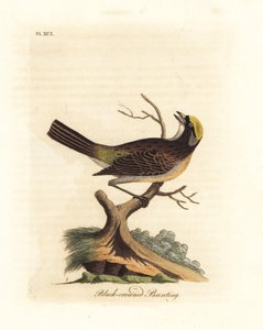 Vrabec zlatokostý, Zonotrichia atricapilla (Strnad černotemenný, Emberiza atricapilla). Ručně kolorovaný mědirytin nakreslený a vyrytý Johnem Lathamem z jeho vlastní A General History of Birds, Winchester od John Latham