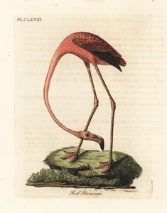 Plameňák větší, Phoenicopterus roseus, nebo plameňák americký, Phoenicopterus ruber (Plameňák červený, Phaenicopterus ruber). Ručně kolorovaný mědirytin nakreslený a vyrytý Johnem Lathamem z jeho vlastní A General History of Birds, Winchester od John Latham