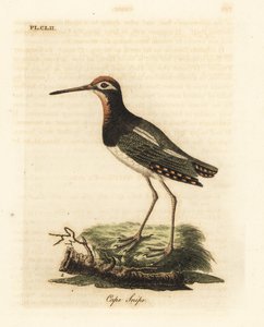 Bekasinka větší, Rostratula benghalensis (Bluska kapská, Scolopax capensis). Ručně kolorovaný mědirytin nakreslený a vyrytý Johnem Lathamem z jeho vlastní A General History of Birds, Winchester od John Latham