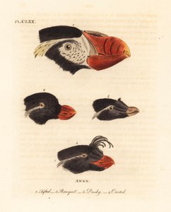 Hlavy papuchalka chocholatého, Fratercula cirrhata 1, auklet andulka, Aethia psittacula 2, a auklet chocholatý, Aethia cristatella 3,4. (Tufted awk, Alca cirrhata 1, Parrot awk, Alca psittacula 2, Dusky awk, Alca tetracula 3 a Crested awk, Alca cristatella od John Latham