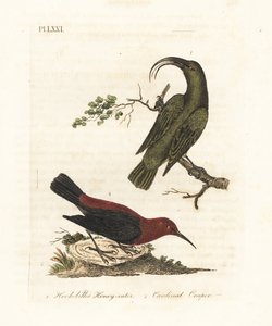 Akialoa menší, Hemignathus obscurus (vyhynulý) a myzomela kardinální, Myzomela cardinalis. (Medojed zelený Certhia obscura, původem z Havaje, a medojed kardinálský, Certhia cardinalis, původem z Tanna, Vanuatu.) Ručně kolorovaný mědiryt od John Latham