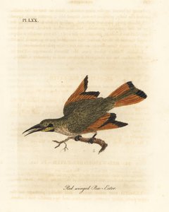 Včelařík malý, Merops pusillus (Včelařík červenokřídlý, Merops erythropterus). Afrika. Ručně kolorovaný mědirytin nakreslený a vyrytý Johnem Lathamem z jeho vlastní A General History of Birds, Winchester od John Latham