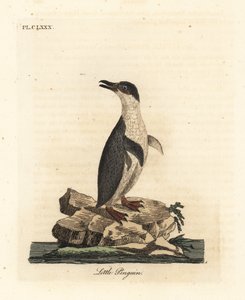 Tučňák malý, Eudyptula minor nebo tučňák běloploutvý, Eudyptula minor albosignata (Aptenodytes minor). Ručně kolorovaný mědiryt nakreslený a rytý Johnem Lathamem z jeho vlastní A General History of Birds, Winchester od John Latham
